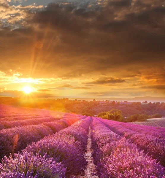 Champ de lavande contre le coucher de soleil coloré en Provence, France — Photo