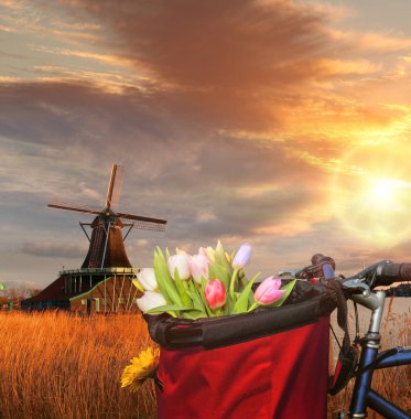 Renkli Lale Hollanda karşı sepet içinde Zaanse Schans'a, Amsterdam, Hollanda yel değirmenleri