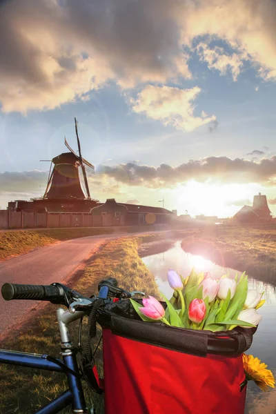 Basket of colorful tulips against Dutch windmills in Zaanse Schans, Amsterdam, Holland — Stock Photo, Image