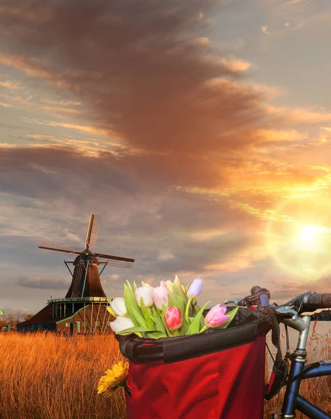 Basket of colorful tulips against Dutch windmills in Zaanse Schans, Amsterdam, Holland — Stock Photo, Image