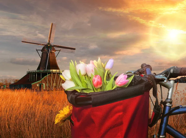 Basket of colorful tulips against Dutch windmills in Zaanse Schans, Amsterdam, Holland — Stock Photo, Image