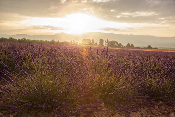 Levendula mező ellen a színes naplementét, Provence, Franciaország — Stock Fotó