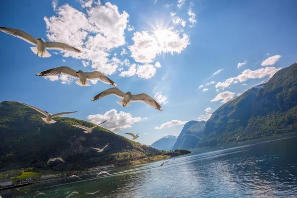 Gaviotas volando sobre el fiordo cerca del puerto de Flam en Noruega — Foto de Stock