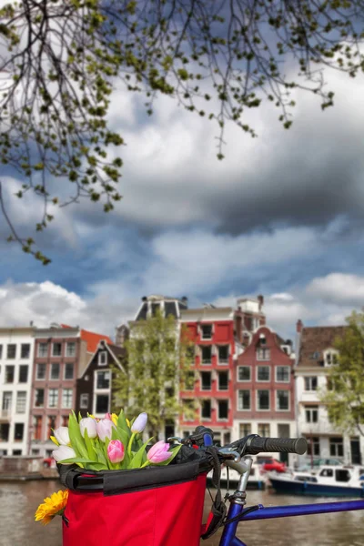 Beroemde Amsterdam met mandje met kleurrijke tulpen tegen kanaal in Nederland — Stockfoto