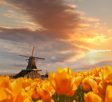 Zaanse Schans'a, Amsterdam alan, Hollanda Lale ile geleneksel Hollanda Yeldeğirmeni