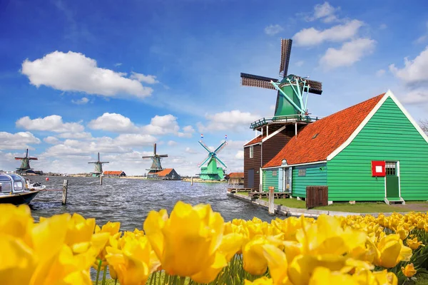 Традиционная голландская ветряная мельница с тюльпанами в Zaanse Schans, Амстердам, Голландия — стоковое фото