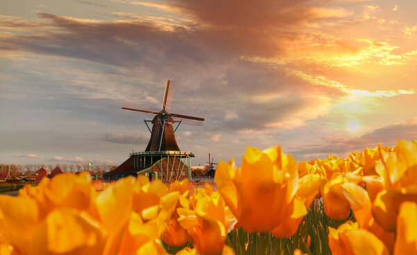 Traditional Dutch windmill with tulips in Zaanse Schans, Amsterdam area, Holland