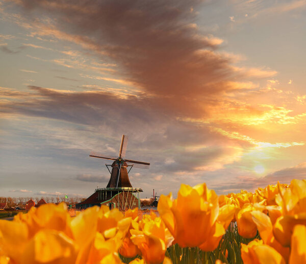 Traditional Dutch windmill with tulips in Zaanse Schans, Amsterdam area, Holland