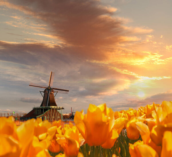 Traditional Dutch windmill with tulips in Zaanse Schans, Amsterdam area, Holland