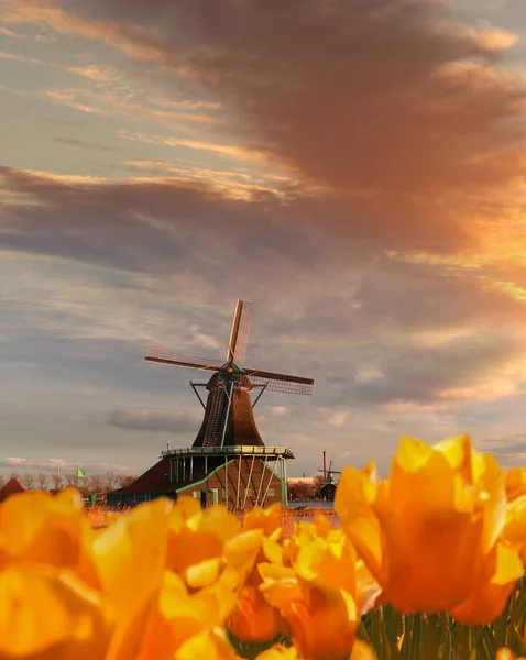 Традиционная голландская ветряная мельница с тюльпанами в Zaanse Schans, Амстердам, Голландия — стоковое фото