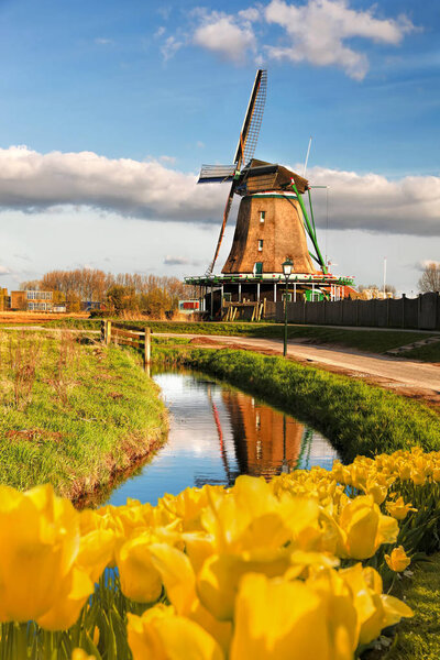 Traditional Dutch windmill with tulips in Zaanse Schans, Amsterdam area, Holland