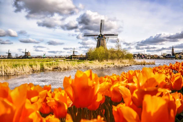 Традиционная голландская ветряная мельница с тюльпанами в Zaanse Schans, Амстердам, Голландия — стоковое фото