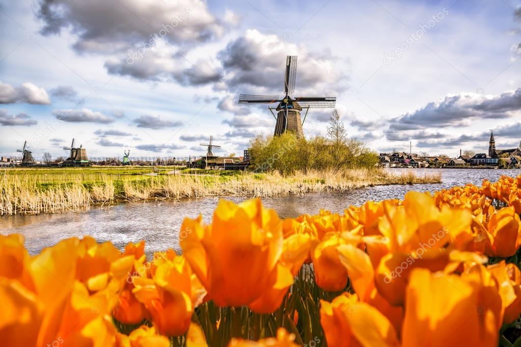 Traditional Dutch windmill with tulips in Zaanse Schans, Amsterdam area, Holland