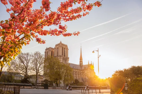 París, catedral de Notre Dame con un árbol en flor en Francia —  Fotos de Stock