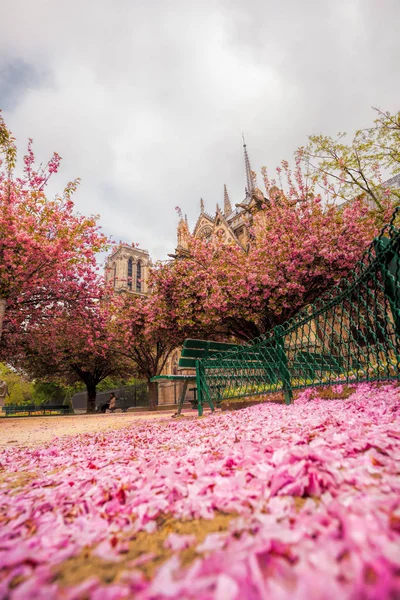 Paris, Notre Dame katedralen med blommade trädet i Frankrike — Stockfoto