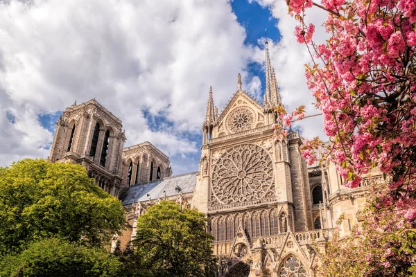 París, catedral de Notre Dame con un árbol en flor en Francia —  Fotos de Stock