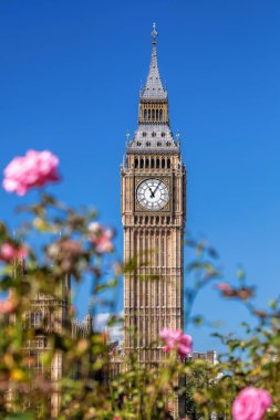 Londra, İngiltere'de pembe Güllü Big Ben