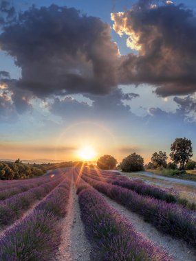 Lavanta alanında Provence, Fransa renkli günbatımı karşı