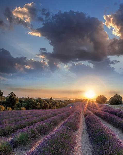 Levandulová pole proti barevný západ slunce v Provence, Francie — Stock fotografie