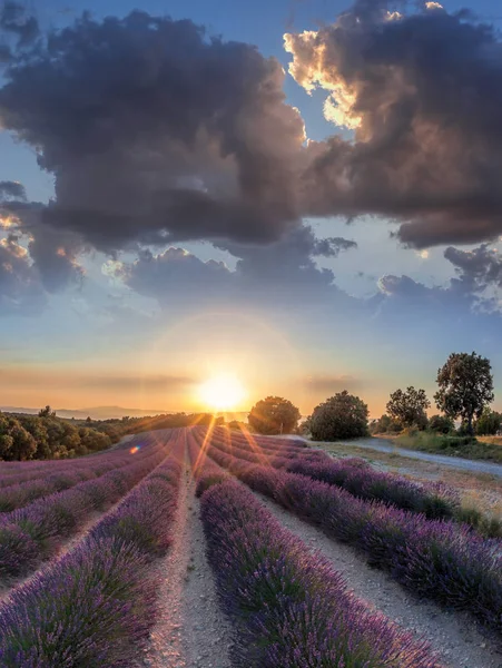 Campo de lavanda contra o pôr do sol colorido em Provence, França — Fotografia de Stock