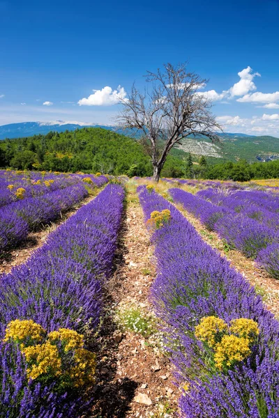 Campo di lavanda in Provenza, vicino alla città di Sault in Francia — Foto Stock