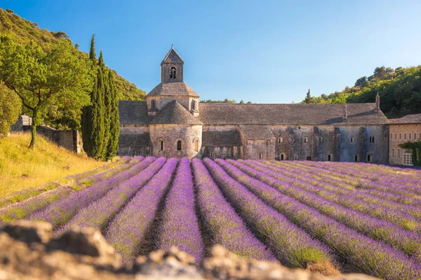 プロヴァンス、ゴルド、フランスのセナンク修道院とラベンダー畑 — ストック写真