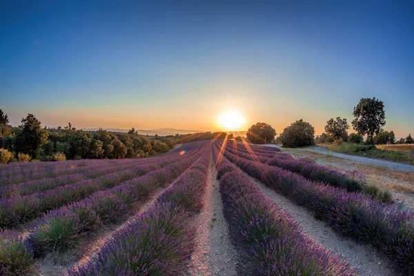 Levandulová pole proti barevný západ slunce v Provence, Francie — Stock fotografie