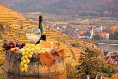 Beyaz şarap varil üzerinde ünlü üzüm bağıyla Wachau, Spitz, Avusturya ile