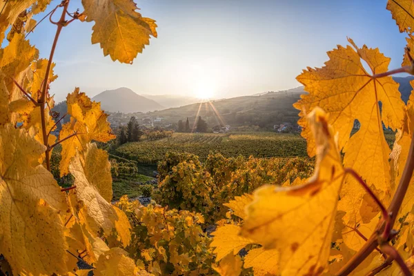 Famous vineyards in Wachau, Spitz, Austria — Stock Photo, Image