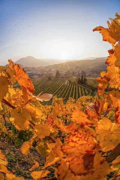 Vinhas famosas em Wachau, Spitz, Áustria — Fotografia de Stock