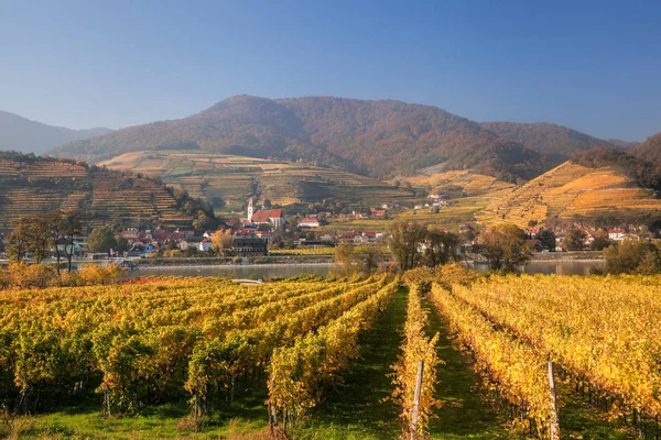 Beroemde wijngaarden in Wachau, Spitz, Oostenrijk — Stockfoto