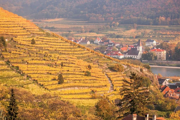 Vinhas famosas em Wachau, Spitz, Áustria — Fotografia de Stock