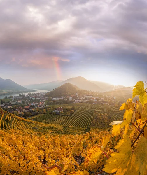 Famosos viñedos en Wachau, Spitz, Austria — Foto de Stock