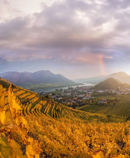 Slavné vinice v kraji Wachau, Spitz, Rakousko — Stock fotografie