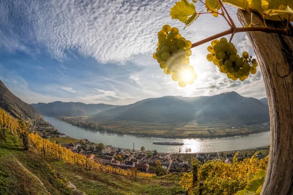 Paisagem do vale de Wachau, aldeia de Spitz com rio Danúbio na Áustria . — Fotografia de Stock
