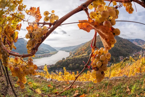 Paisagem do vale de Wachau, Campo de uva com rio Danúbio na Áustria . — Fotografia de Stock