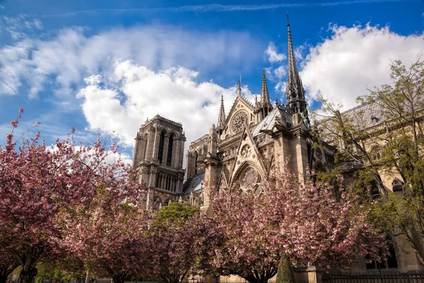 Catedrala Notre Dame cu arbori de primăvară din Paris, Franța — Fotografie, imagine de stoc