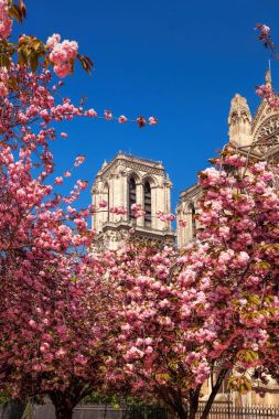 Paris, Notre Dame Katedrali Fransa 'da bahar ağaçları olan
