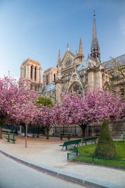 Paris, Notre Dame cathedral with spring trees in France — Stock Photo, Image