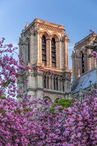 Parigi, cattedrale di Notre Dame con alberi primaverili in Francia — Foto Stock