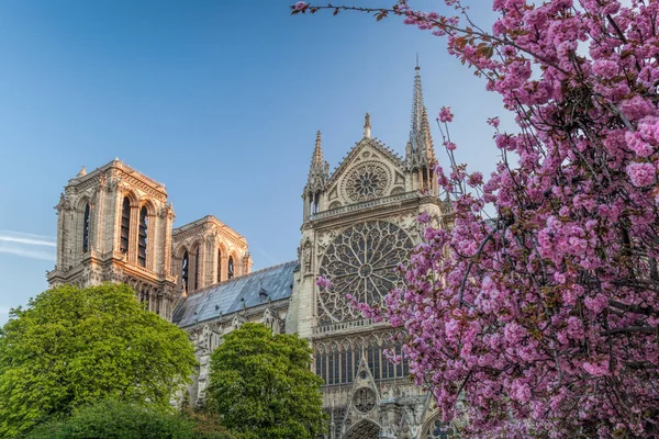 Paris, Notre Dame Katedrali Fransa 'da bahar ağaçları olan — Stok fotoğraf