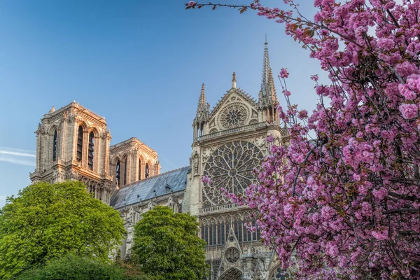 Paryż, katedra Notre Dame z drzewami źródlanymi we Francji — Zdjęcie stockowe