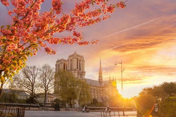 Parigi, cattedrale di Notre Dame con albero fiorito contro l'alba colorata in Francia — Foto Stock