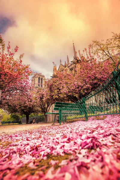 Paris, Kathedrale Notre Dame mit blühendem Baum in Frankreich — Stockfoto