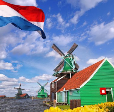 Zaanse Schans'a, Amsterdam alan, Hollanda Lale ile geleneksel Hollanda yel değirmenleri