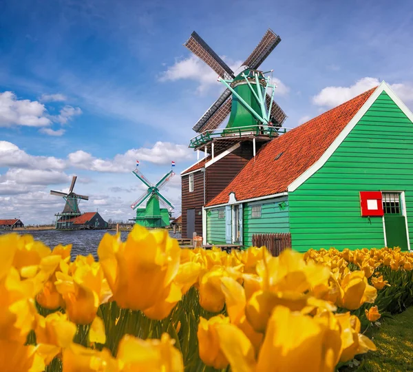 Traditional Dutch windmills with tulips in Zaanse Schans, Amsterdam area, Holland — Stock Photo, Image