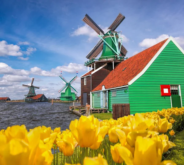 Molinos tradicionales holandeses con tulipanes en Zaanse Schans, zona de Ámsterdam, Holanda — Foto de Stock