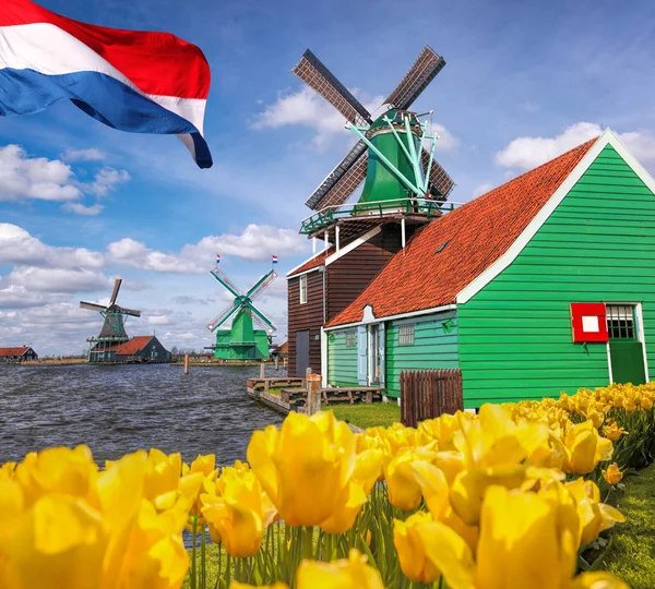 Традиционные голландские ветряные мельницы с тюльпанами в Zaanse Schans, Амстердам, Голландия — стоковое фото