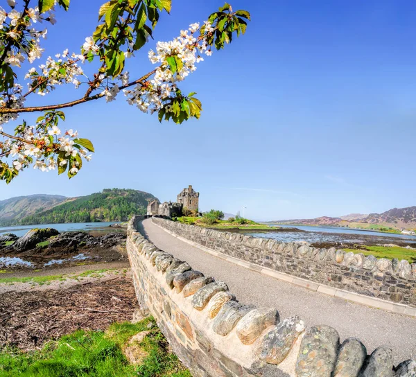 Замок Эйлиан Донан с весенним деревом в Шотландии — стоковое фото