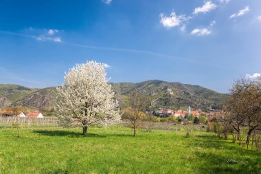 Durnstein Köyü bahar süre içerisinde Wachau, Avusturya